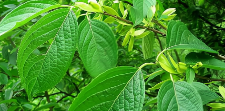 AG8亚洲国际游戏集团_首页官网