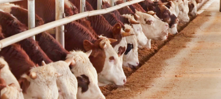 AG8亚洲国际游戏集团_首页官网