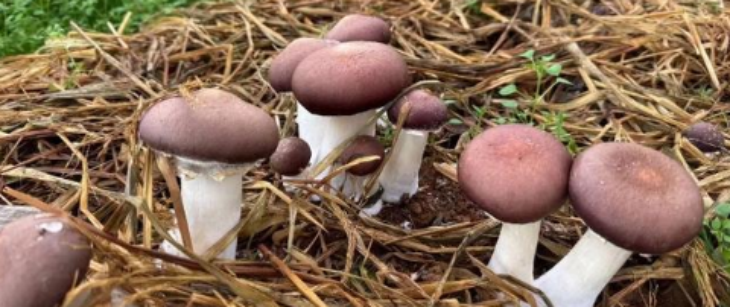 AG8亚洲国际游戏集团_首页官网